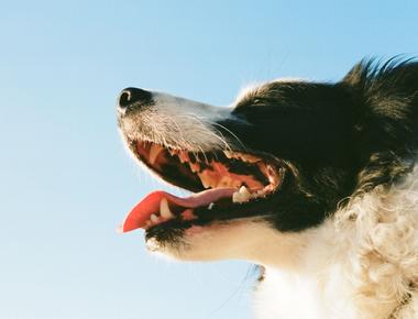 Puppy Teething — Timeline & Survival Guide