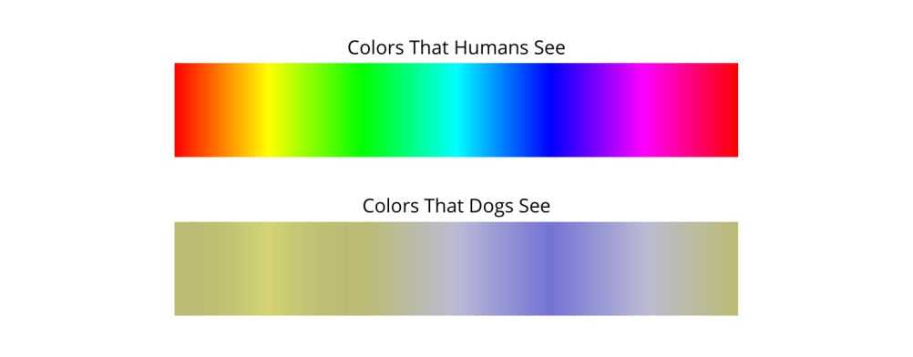 Human vs. Dog Color Spectrum