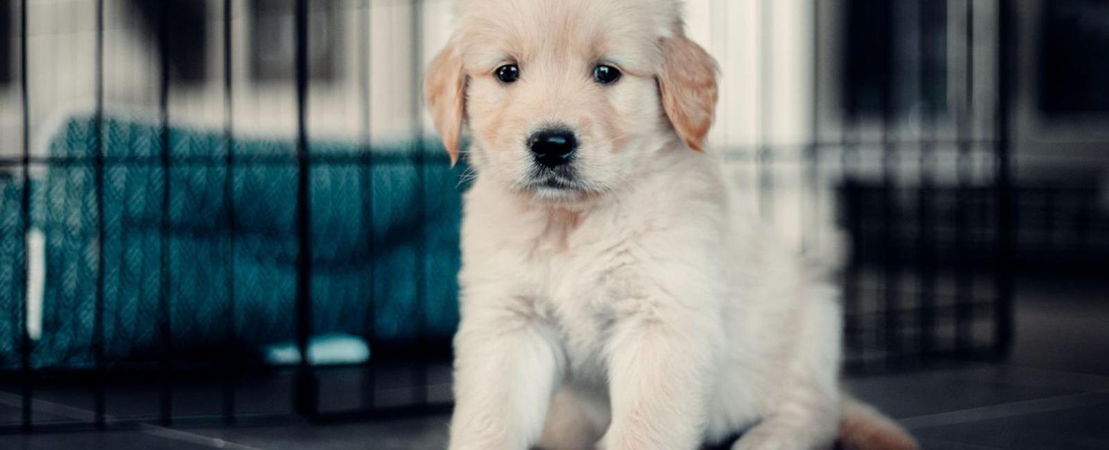 Dog Pooping in Their Crate? Here’s Why & How to Stop It Woof & Beyond