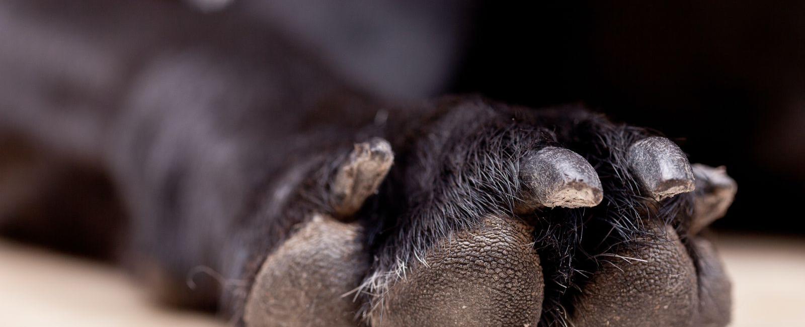 How Many Toes Does a Dog Have? Woof & Beyond