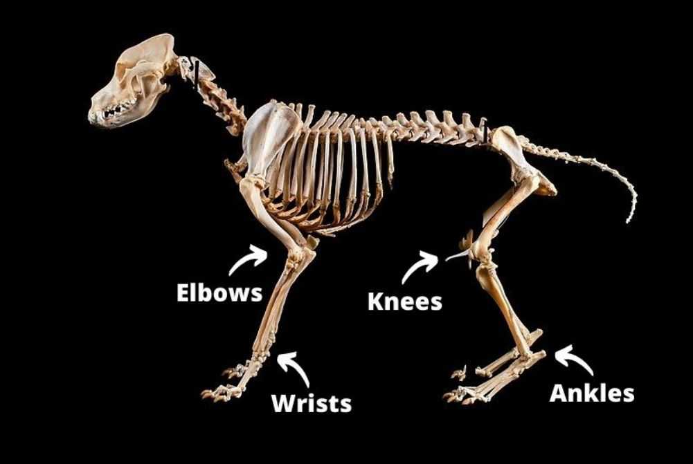 An annotated labrador example skeleton. Credit to the Museum of Veterinary Anatomy (FMVZ USP). Licensed under BY-SA 4.0.