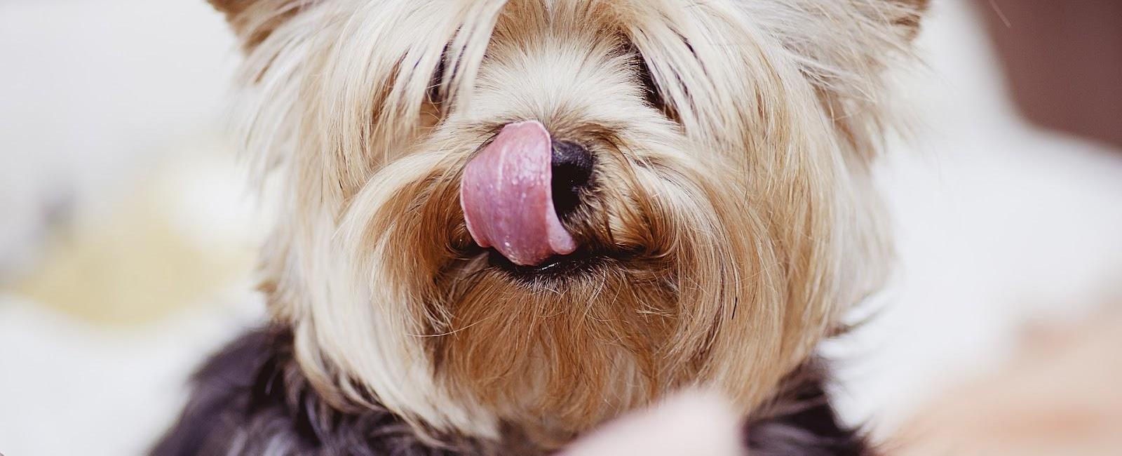 Why Does Your Dog Always Lick Your Mouth? Woof & Beyond