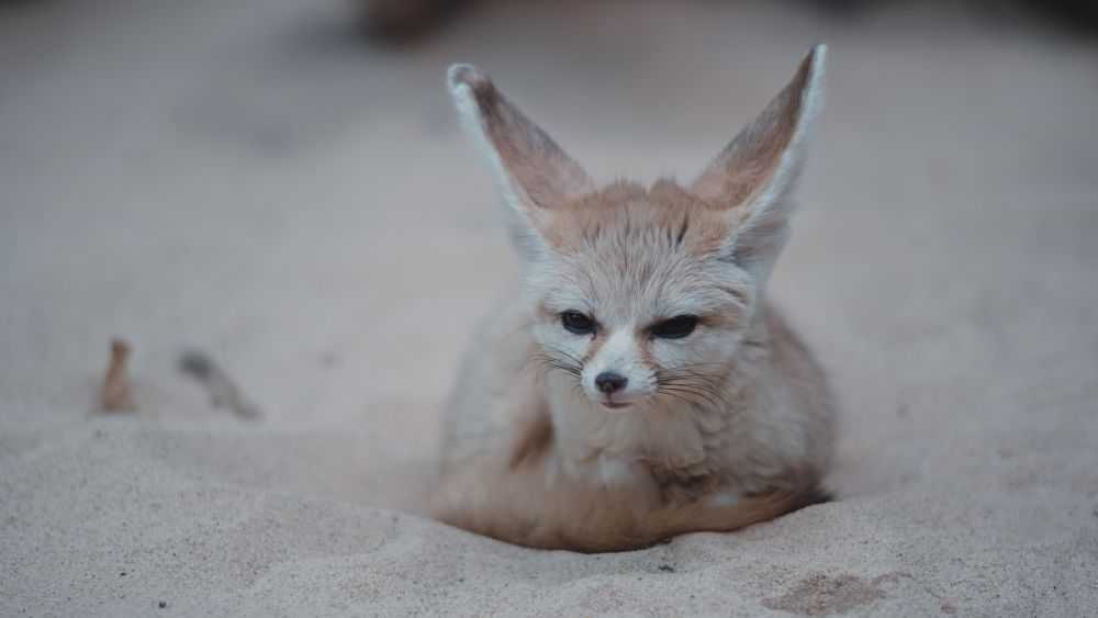 A fennel fox.