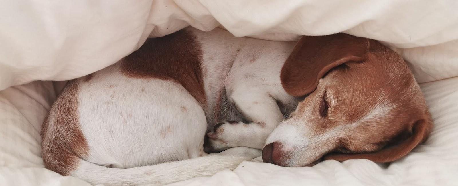 Why do dogs howl in their sleep woof beyond