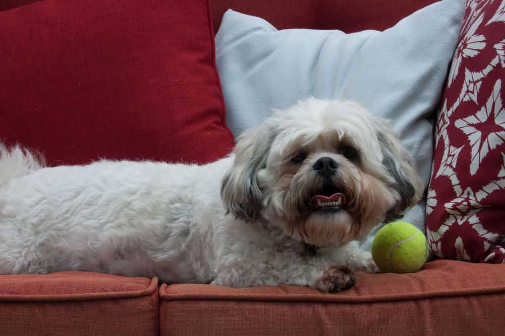 A mix of the Shih Tzu and the Bichon Frise. Other names for the Schichon are Zuchon, Tzu Frise, and Teddy Bear Dog. Credit to Hamberty (Wikimedia).