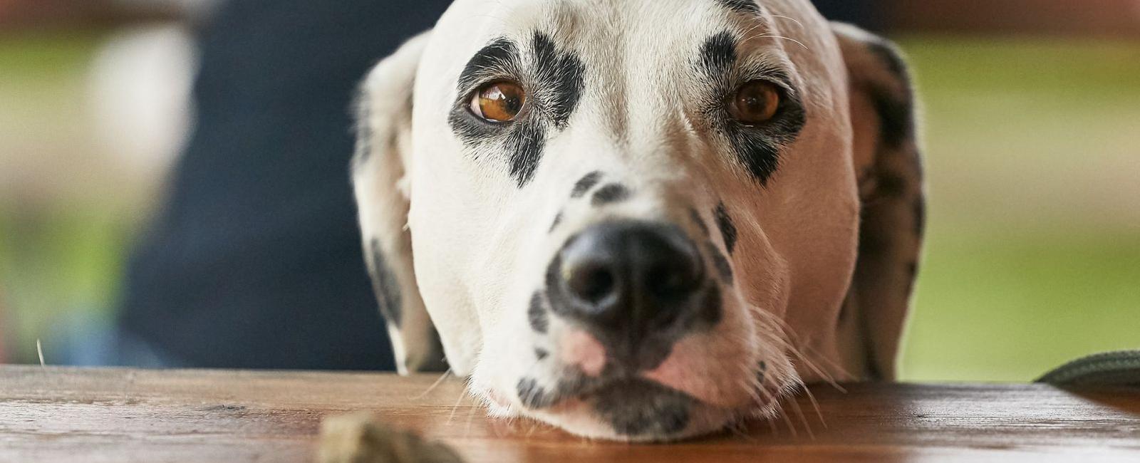 Why Is My Dog Suddenly Greedy why-is-my-dog-suddenly-greedy