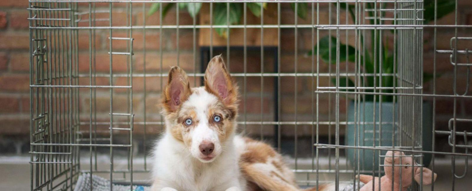 Playpen vs. Crate Which Is Better for Your Puppy? Woof & Beyond