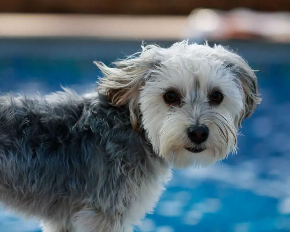 Maltese and Yorkshire Terrier mix. Another name for the Morkie is Yorkshire Terrier. Credit to AmericanXplorer13 (Wikimedia).