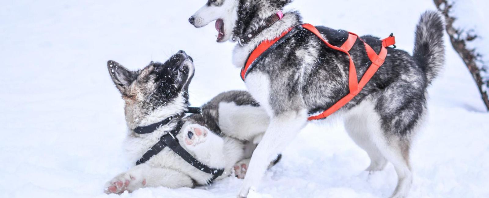 Dogs and Dominance Why Your Pup Pins Others Down and How to Address It