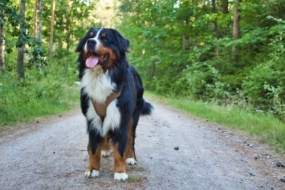 big dog