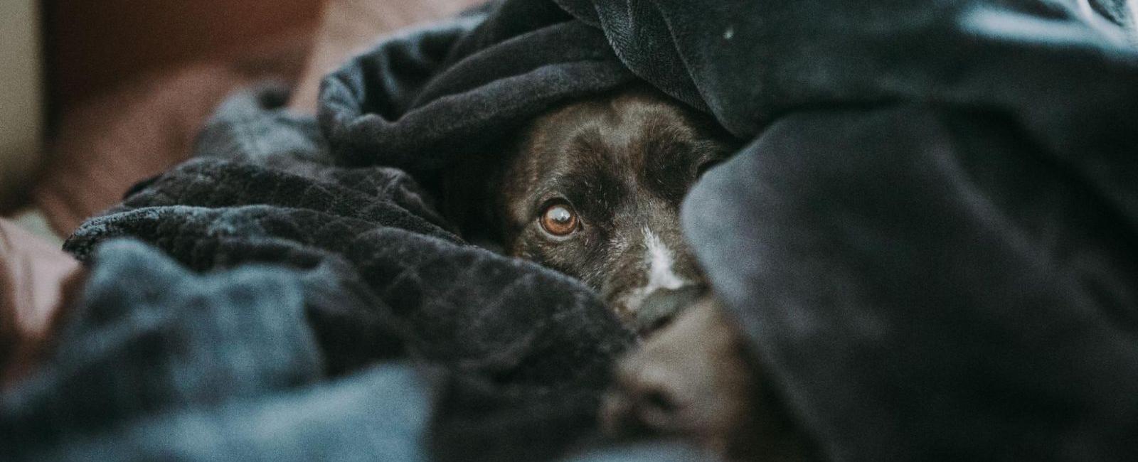 why do dogs burrow under pillows