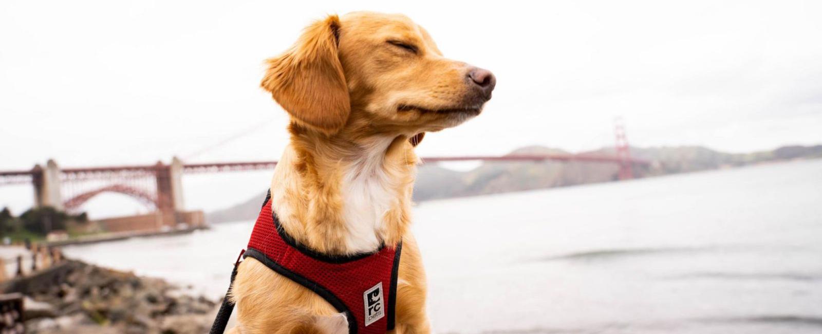 Leaving a Harness on Your Dog All Day Is It a Good Idea? Woof & Beyond