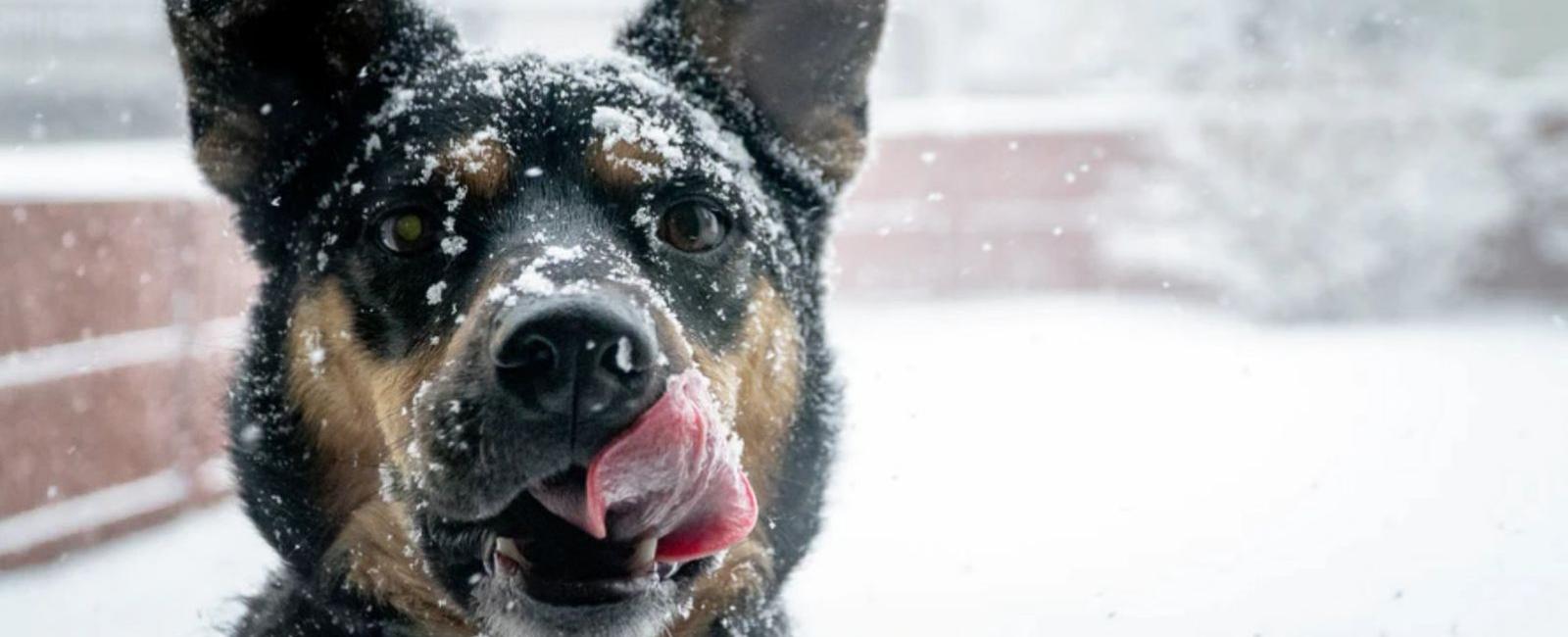 Dog's Ears Are Cold? Here's What to Do Woof & Beyond