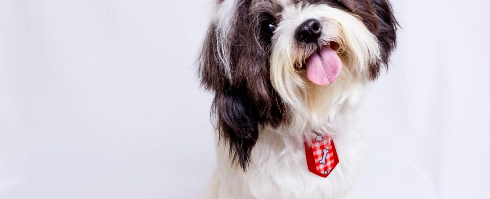 Dog Hair Does it Grow Back? Woof & Beyond