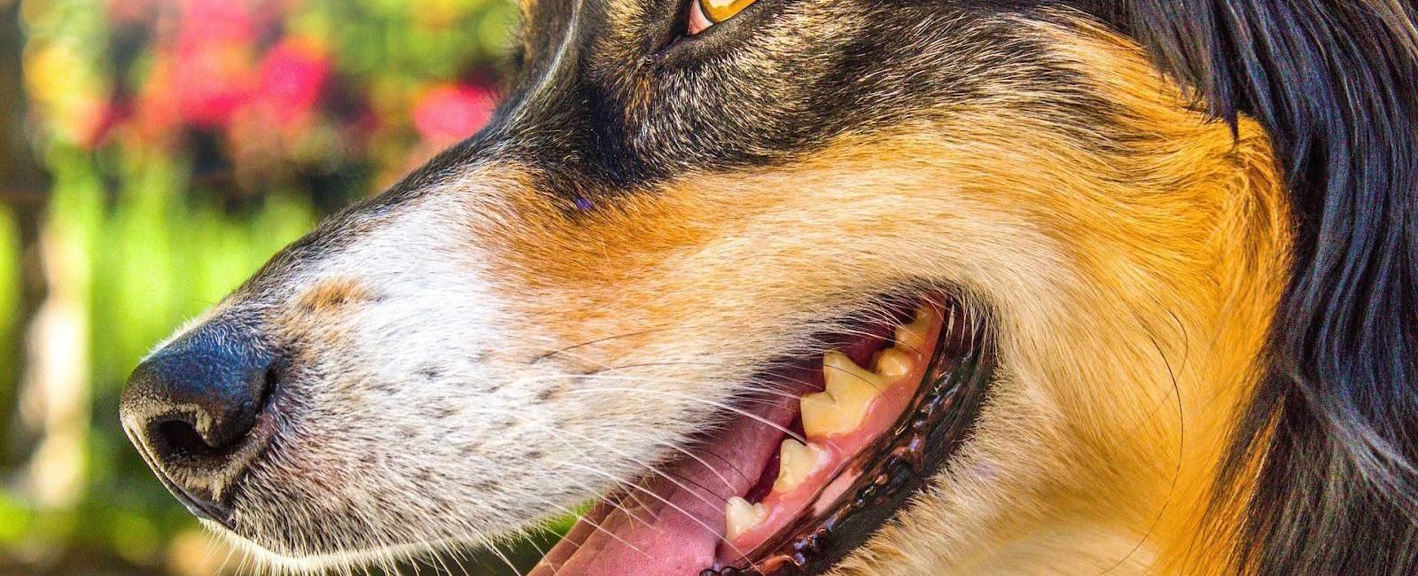 Dog Pregnancy: Can a Female Dog Get Pregnant When Not in Heat? | Woof