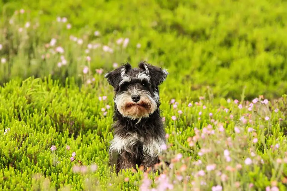 A Schnauzer, what Tramp mostly looks like.