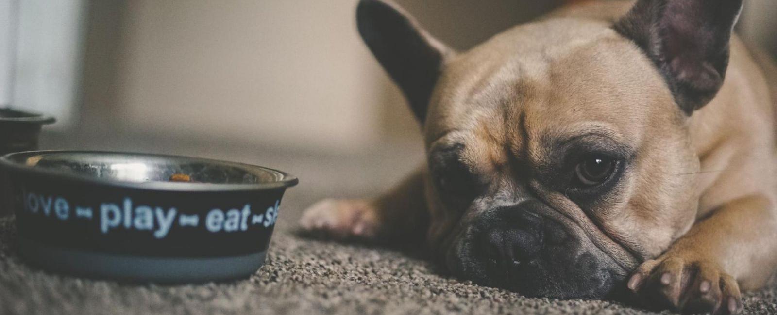 Dog Refusing To Eat Uk at Leroy Shea blog