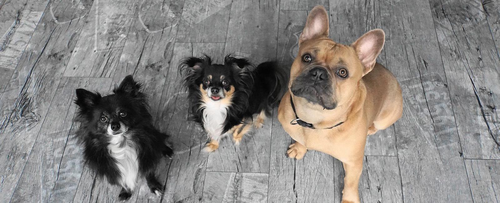 How Many Dogs Are Too Many? | Woof & Beyond