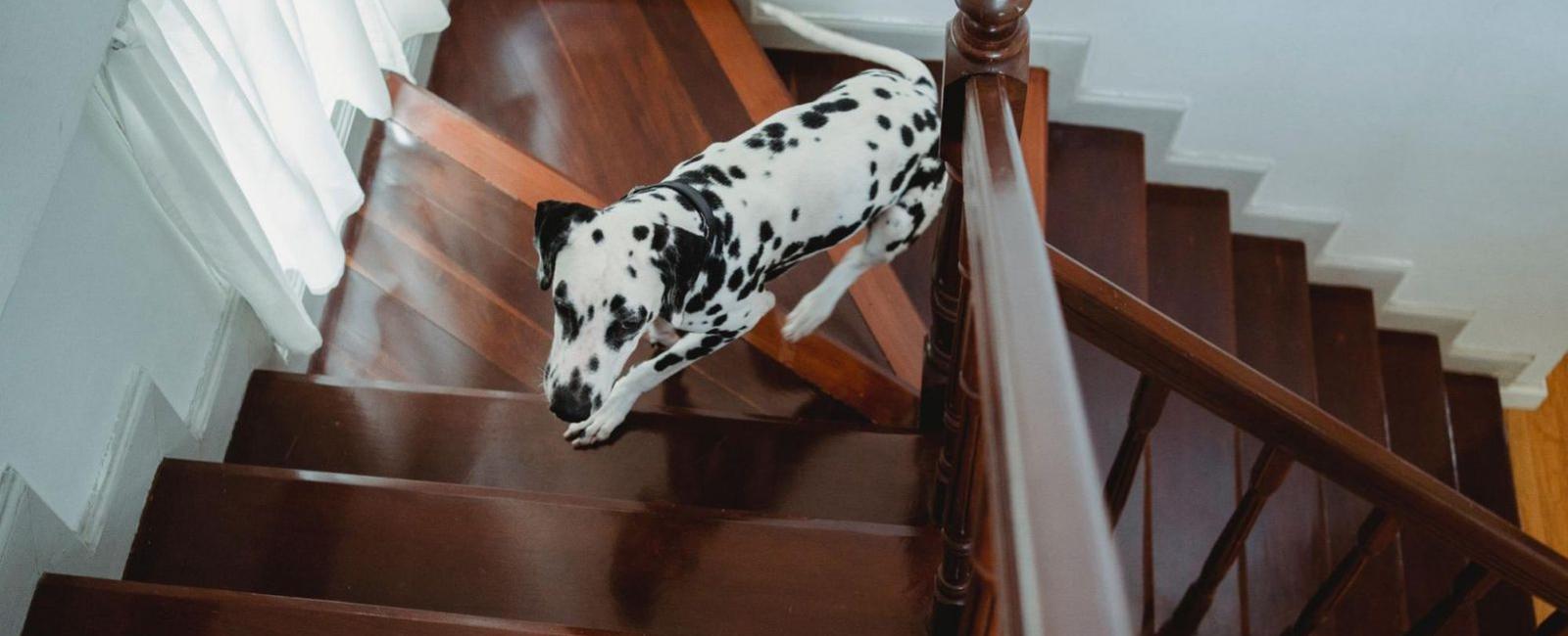 Can Dogs Go Down Stairs
