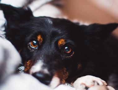 Dog Vision: How Dogs See the World