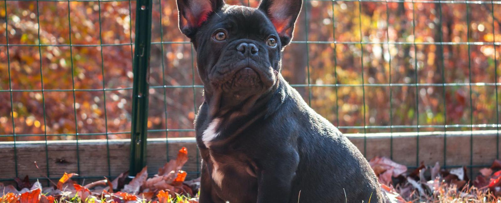French Bulldog Shedding How Bad Is It Really? Woof & Beyond
