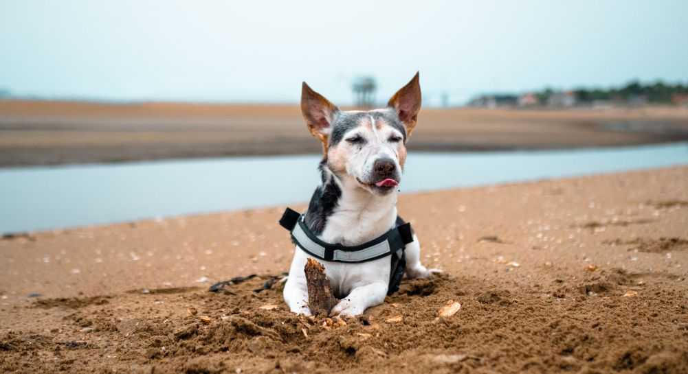 dog3