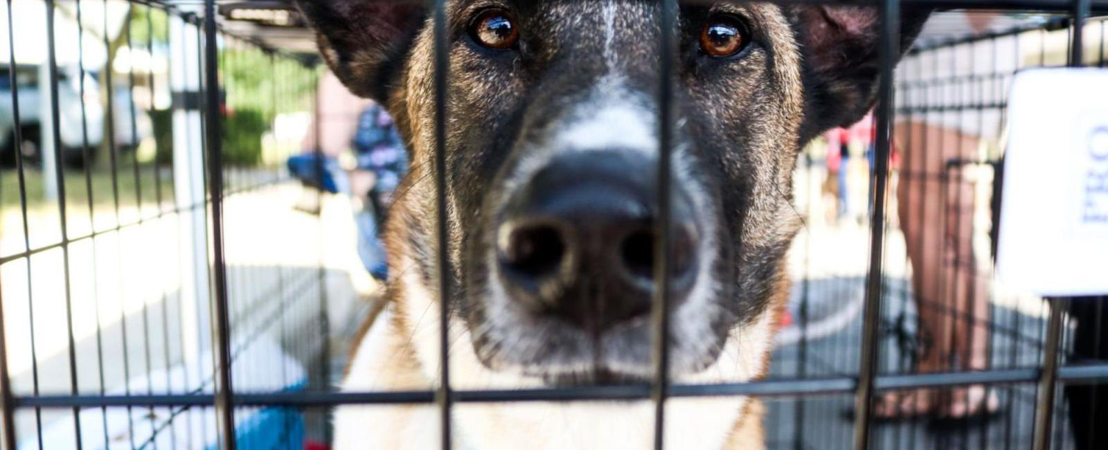 Crate Training Can Your Dog Overheat in Their Crate? Woof & Beyond