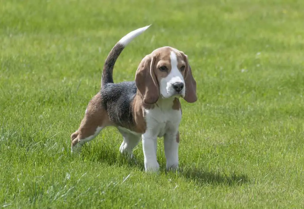 A beagle, like Snoopy.