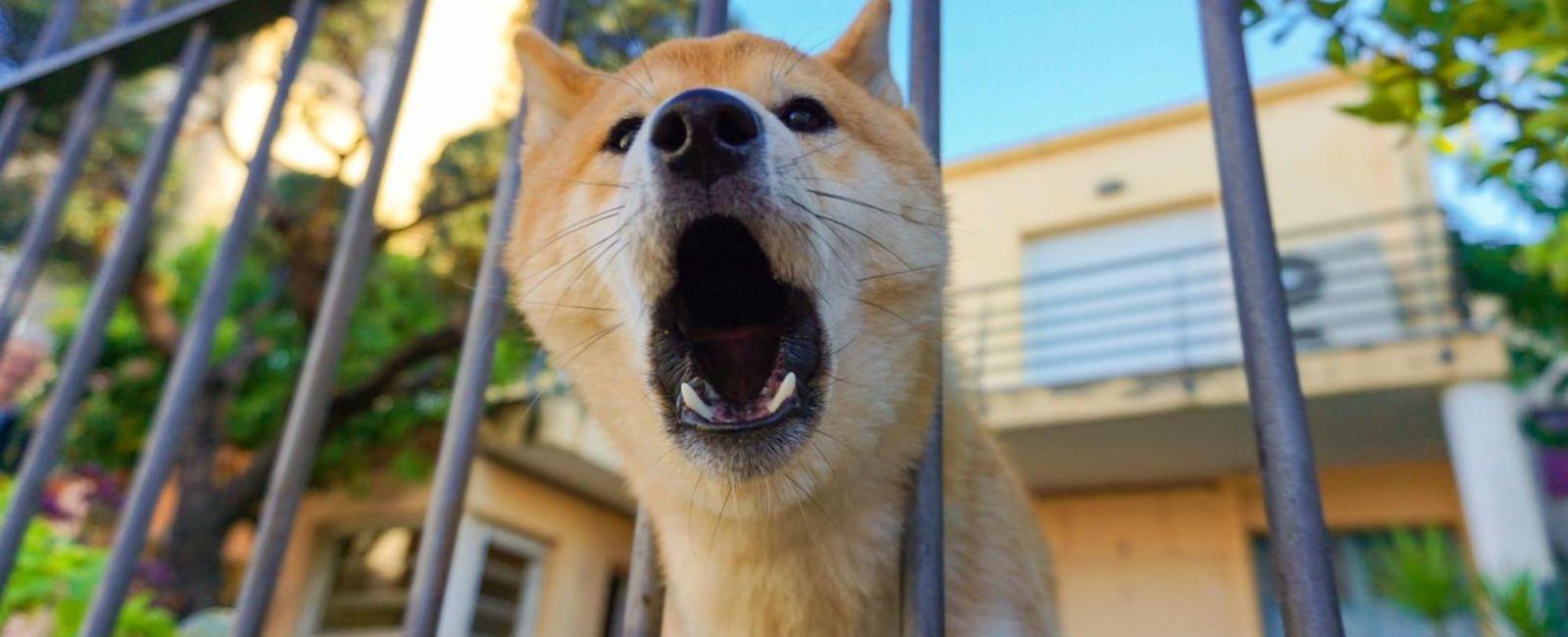 How To Deal With Puppy Barking In Crate at Marian Riley blog