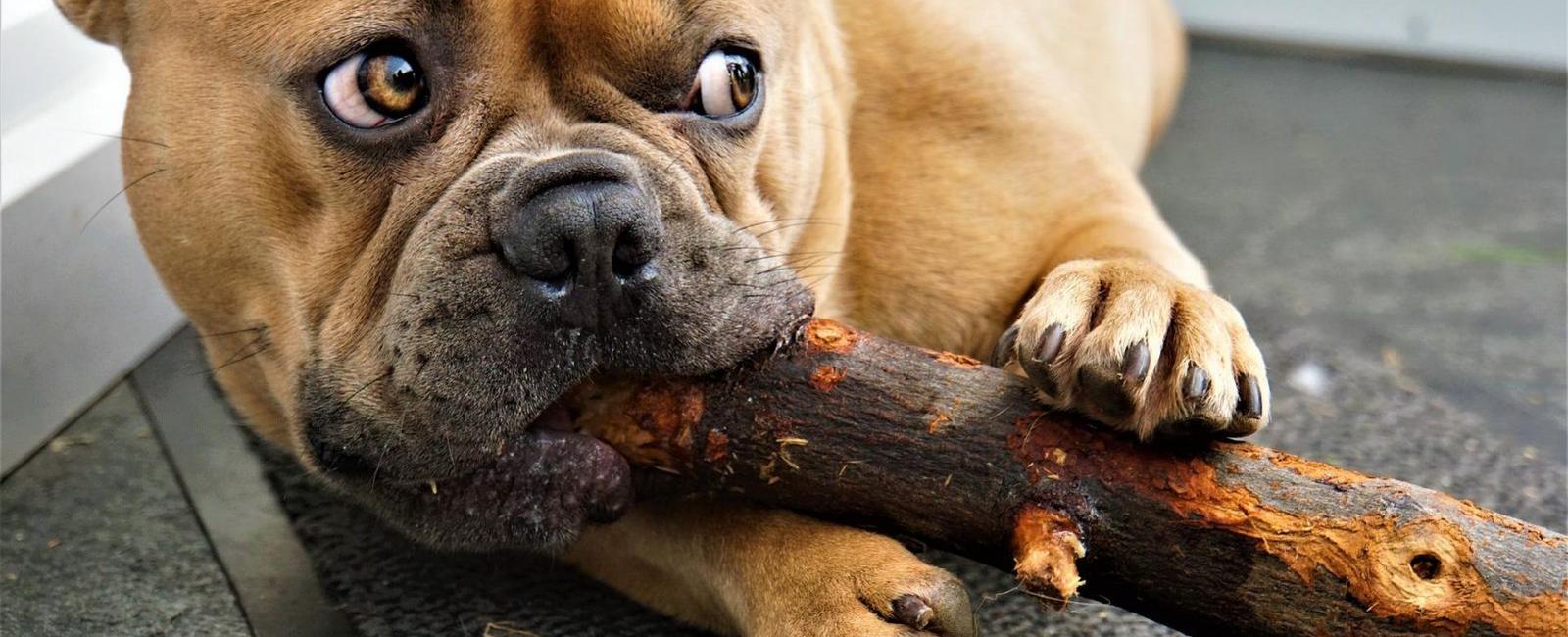 Dog Flinches When Touched? Here's Why | Woof & Beyond