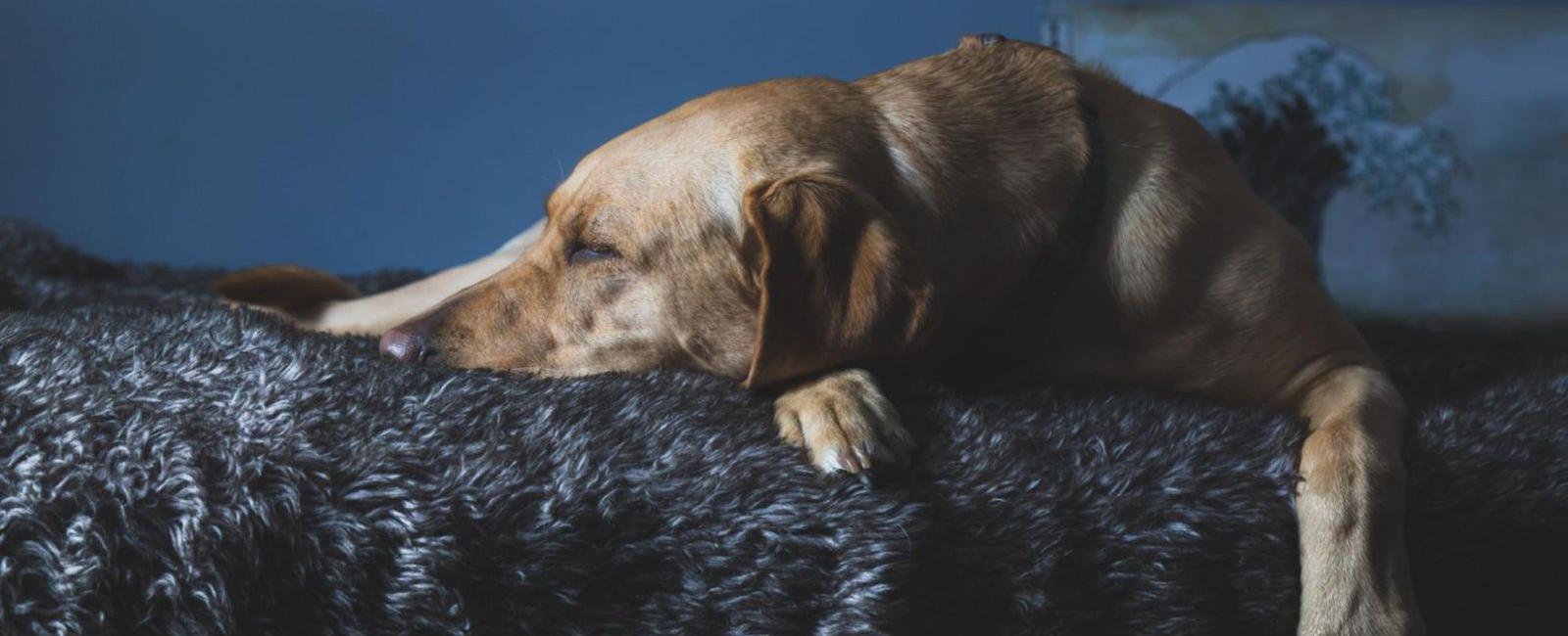 Waking up Your Dog How to Best Go About It Woof & Beyond