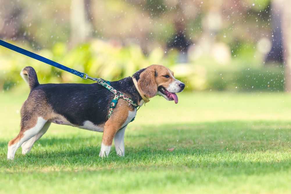 dog2