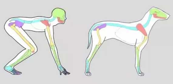 Do Dogs Have Knees Or Elbows Do Dogs Really Have Knees? Here's the Absolute Truth | Woof & Beyond