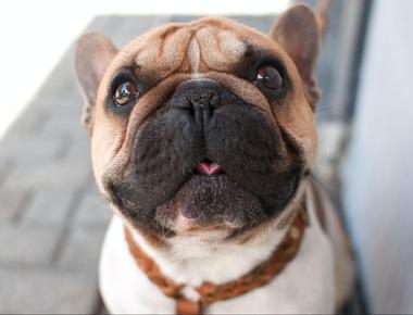 Neutering & Spaying: What Happens If You Do or Don't Do It