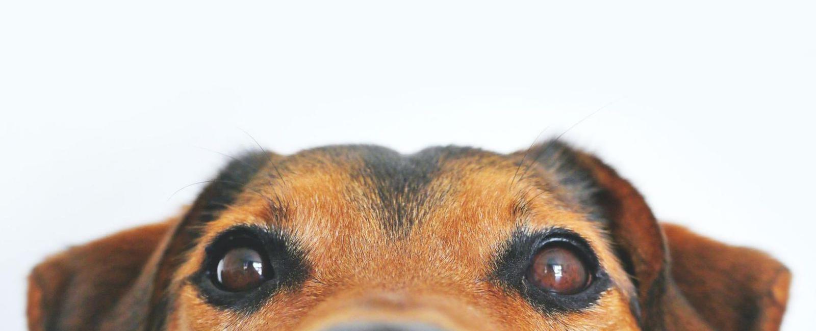 Can Dogs Really Blink? Here's the Simple Truth Woof & Beyond