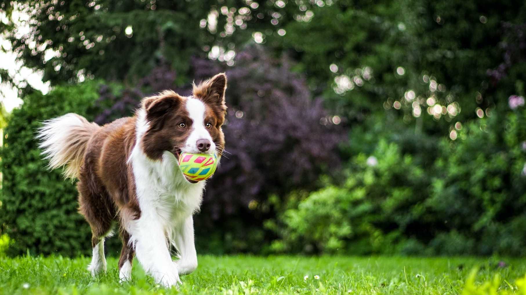 A brown and white border collie carrying a ball across a lawn