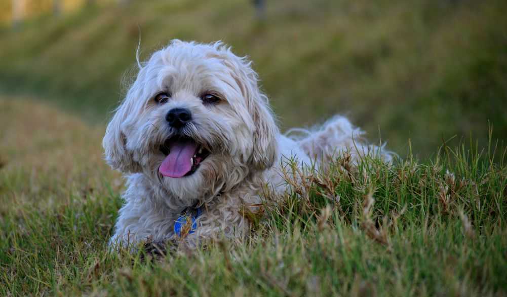 Maltese and Shih Tzu mix. Other names for the Malshi are Mal-shi, Malt-Tzu and Malti Zu