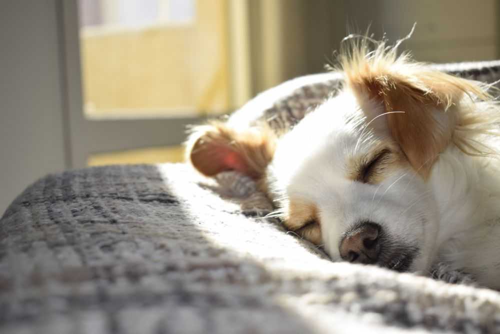 dog sleeping1
