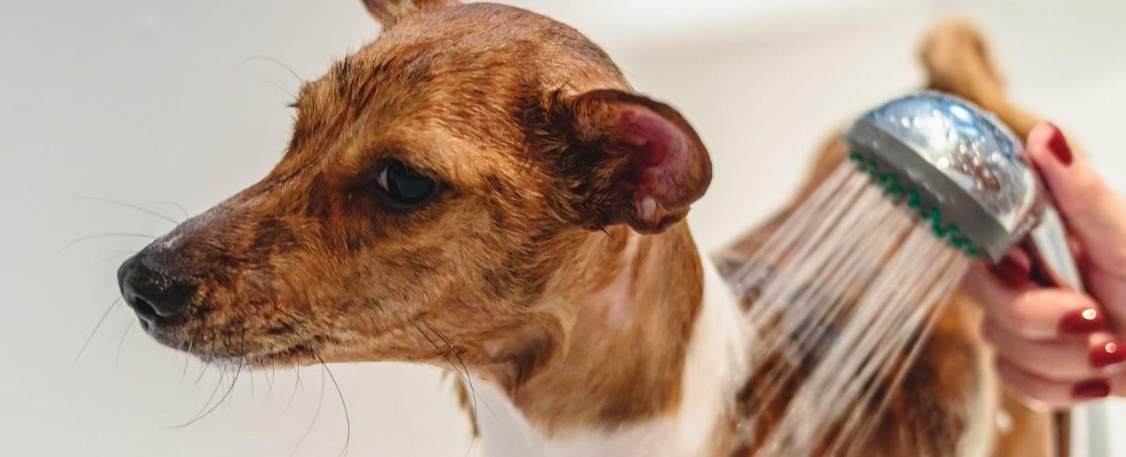 Dog Soap Alternatives Safe & Easy to Use Woof & Beyond