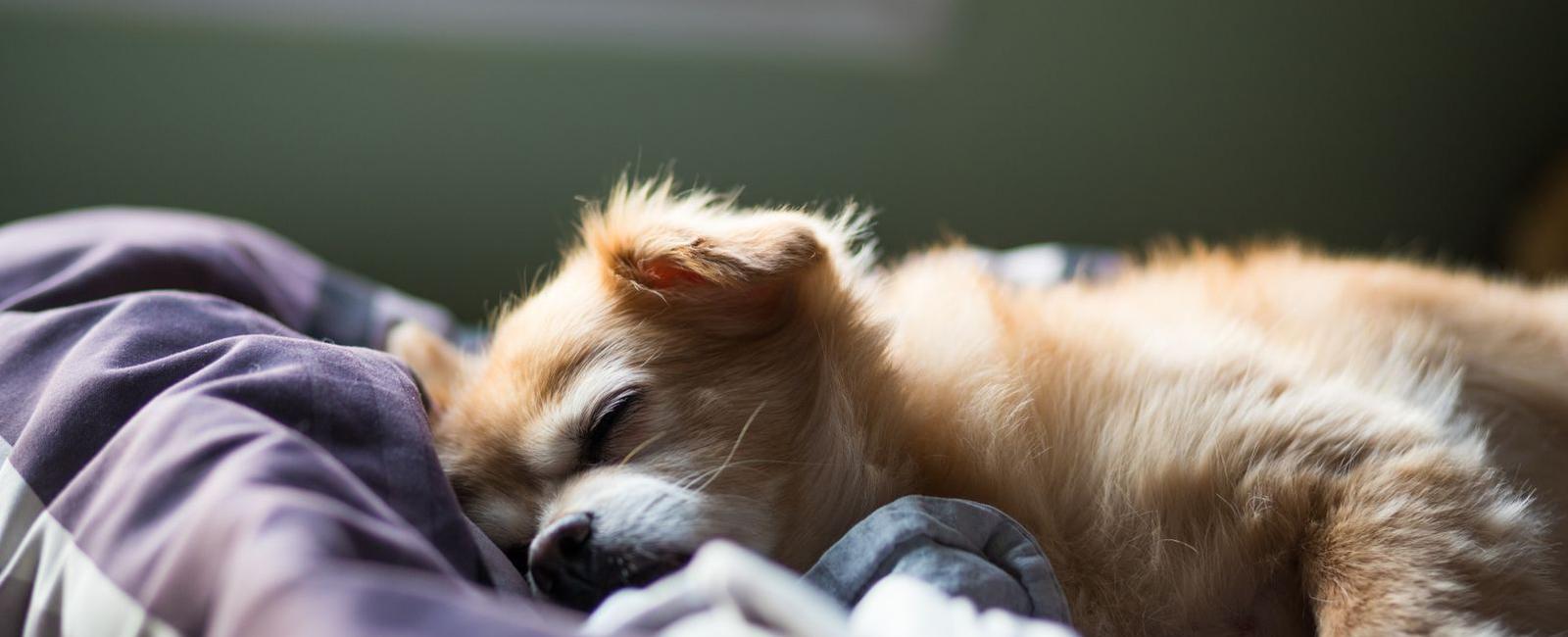 Should You Wake up Your Puppy to Pee at Night? Woof & Beyond